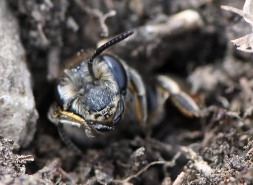 Andrena sp.